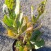 Kalanchoe marmorata (Kalanchoe mramorovaná) - kont. C5L, výška 15-20 cm, ⌀ 30-35 cm